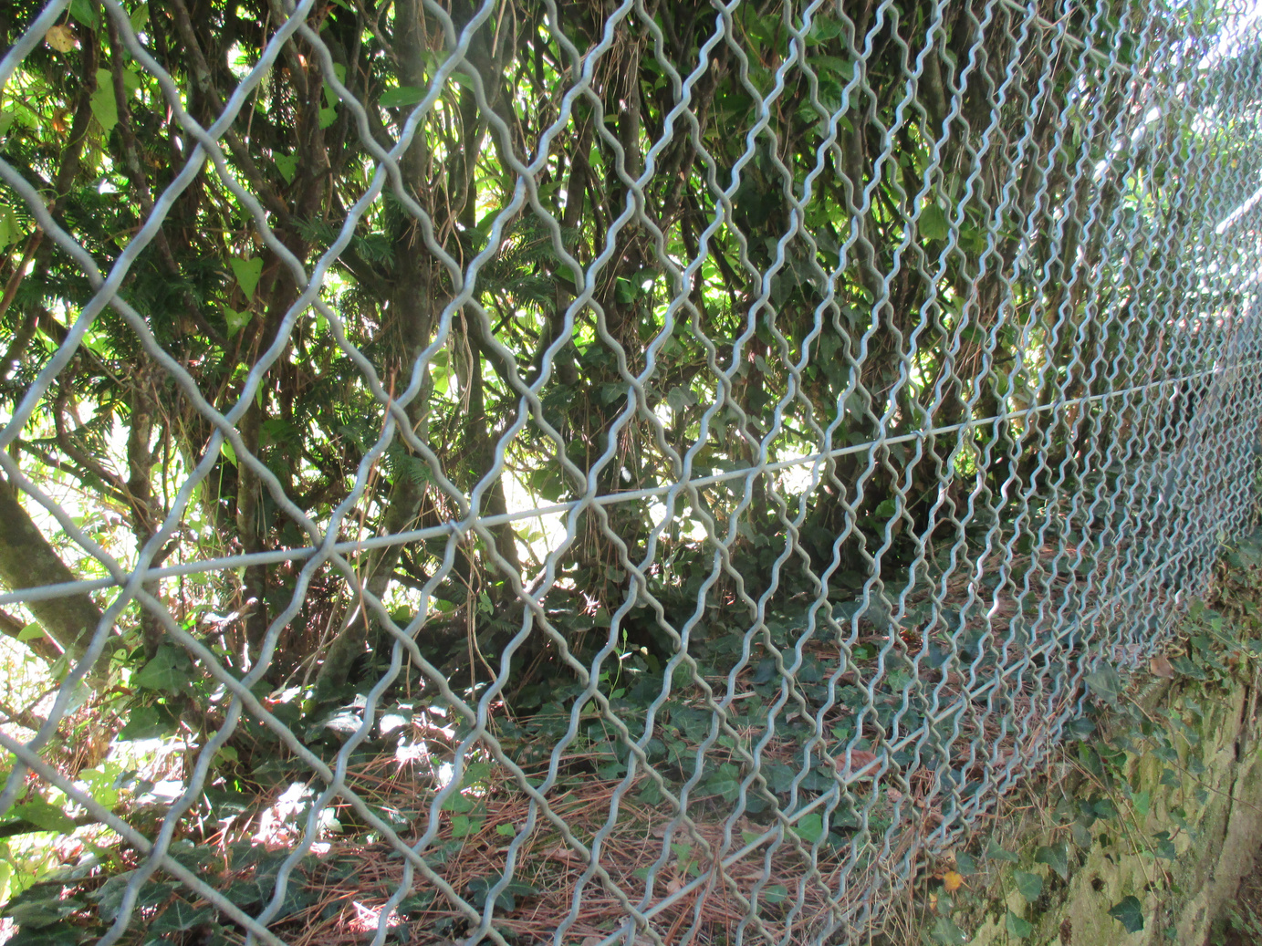 Wire fence   Enclosed garden